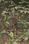 Southern spicebush <BR>Pondberry